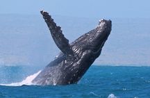 Sunset Cruise Wildlife Watching