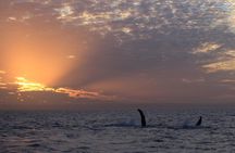 Sunset Cruise Wildlife Watching