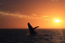 Sunset Cruise Wildlife Watching