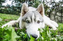 A Husky Walk To Remember In Lapland