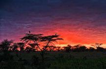 4 days Safari Lake Manyara, Ngorongoro crater and Serengeti
