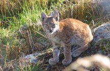 Private Guided Lapland Ranua Zoo tour from Rovaniemi