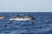 Private Historical Wildlife and Dolphin Cruise South Padre Island