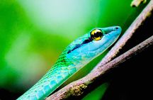 Manuel Antonio Park Tour and its Amazing Wildlife and Beaches