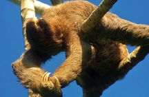 Manuel Antonio Park Tour and its Amazing Wildlife and Beaches