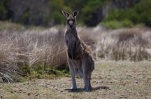 Great Ocean Road and Wildlife Tour for Backpackers aged 18-35 