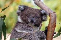 Great Ocean Road and Wildlife Tour for Backpackers aged 18-35 