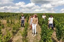 Gourmet walk in the heart of the vineyards with Champagne tasting near Epernay
