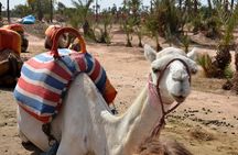 Marrakech Guided Tour From Casablanca With Camel Ride