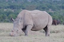 Victoria Falls Chobe Day Trip