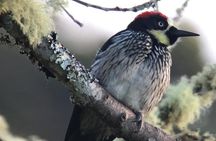 Quetzal Birdwatching Experience at San Gerardo De Dota Private Tour. 