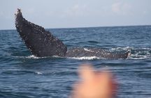Small-Group Half-Day Whale-Watching Tour in Puerto Vallarta