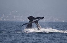 Small-Group Half-Day Whale-Watching Tour in Puerto Vallarta