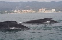 Small-Group Half-Day Whale-Watching Tour in Puerto Vallarta