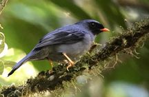 Quetzal Birdwatching Experience at San Gerardo De Dota Private Tour. 