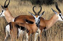 ( Cape Town ) Best Of Aquila Safari Fullday Tour
