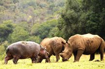 ( Cape Town ) Best Of Aquila Safari Fullday Tour