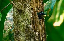 Carara National Park Birdwatching Private Guided Tour Experience. 