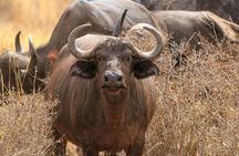 Day Safari To Nakuru National Park From Nairobi