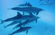 Dolphin House Reef Snorkeling Sea Trip With Transfer - Marsa Alam