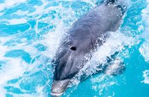 Private Boat Tours to outer islands, snacks drinks- snorkel- cruise!