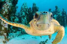 Snorkeling Experience in Cancun - Hands Underwater Museum