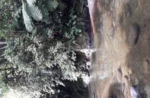Howler Monkeys & Birds Hiking Gallery Forest