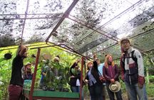 Coffee Plantation Tour From Bogota