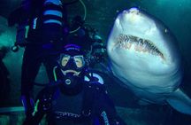Shark Dive Xtreme at SEA LIFE Sydney Aquarium