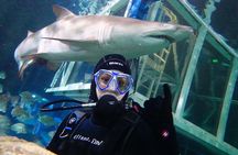 Shark Dive Xtreme at SEA LIFE Sydney Aquarium