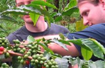 Materuni waterfall and Coffee tour