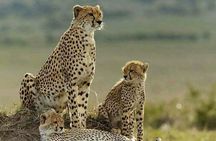 4 Days Masai Mara & L. Nakuru National Park Experience