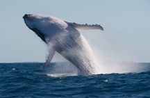 Adventure Whale Watching Tour Mooloolaba