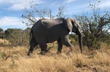 Victoria Falls Chobe Day Trip