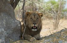Victoria Falls Chobe Day Trip