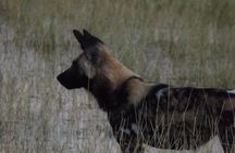 11 Days Safari Tour In Botswana