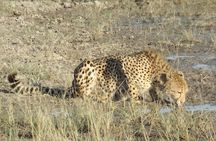 11 Days Safari Tour In Botswana