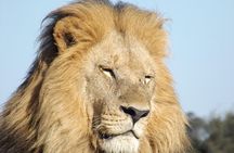 11 Days Safari Tour In Botswana