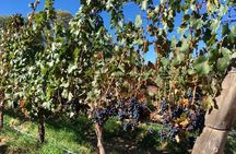 Exclusive day-long private tour of Cafayate vineyards