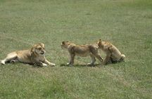 3 Days Maasai Mara Luxury Camping