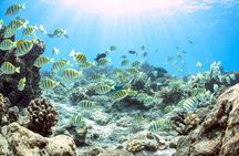 Four Winds Molokini Snorkeling Tour from Maalaea Harbor 