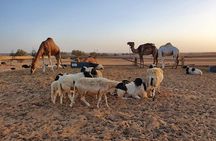 Merzouga Desert Morocco 