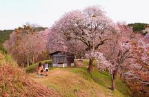 Nara Day Trip from Kyoto with a Local: Private & Personalized