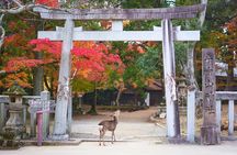 Nara Day Trip from Kyoto with a Local: Private & Personalized