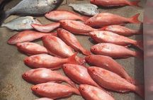 Half-Day Fishing Trip in Fort Lauderdale