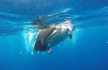 Two boat Dives in Two different dive sites Only Certified Divers 