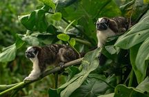 Panama Canal Monkey & Wildlife Boat Safari