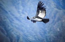 Colca Canyon Sightseeing Tour 2-Day 1-Night