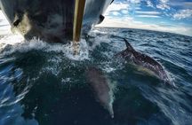 Half Day Dolphin & Wildlife Cruise - Tauranga
