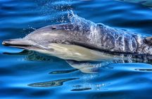 Half Day Dolphin & Wildlife Cruise - Tauranga